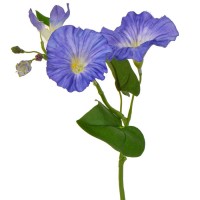 Artificial Morning Glory Bindweed Vines Blue 25cm | Artificial Flowers